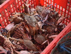 Aturan Baru KKP: Ekspor Rajungan ke AS Wajib CoA, Nilai Ekspor Capai Rp 2,5 Triliun