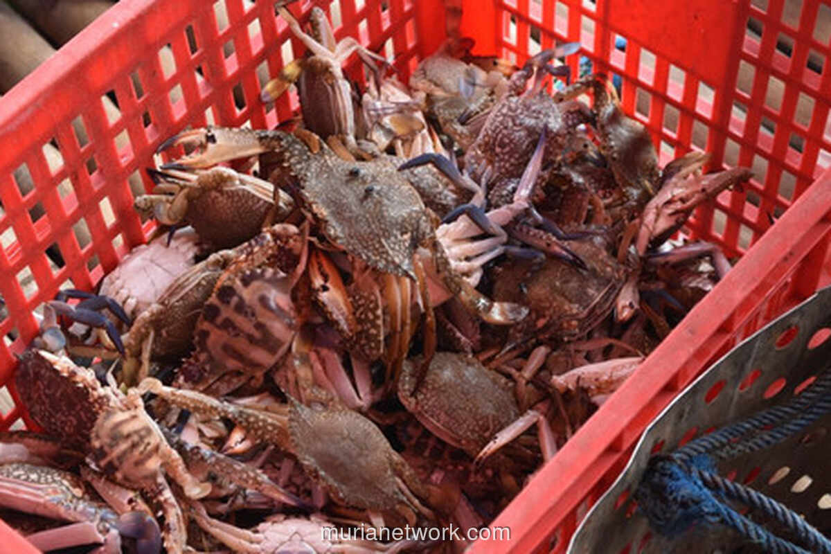 Aturan Baru KKP: Ekspor Rajungan ke AS Wajib CoA, Nilai Ekspor Capai Rp 2,5 Triliun