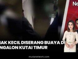 Video Serangan Buaya di Kutai Timur: Bocah 10 Tahun Diselamatkan Warga dari Kolong Rumah