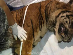 Kematian Harimau Sumatera Bakas: Evaluasi Mendesak untuk Konservasi Satwa Indonesia