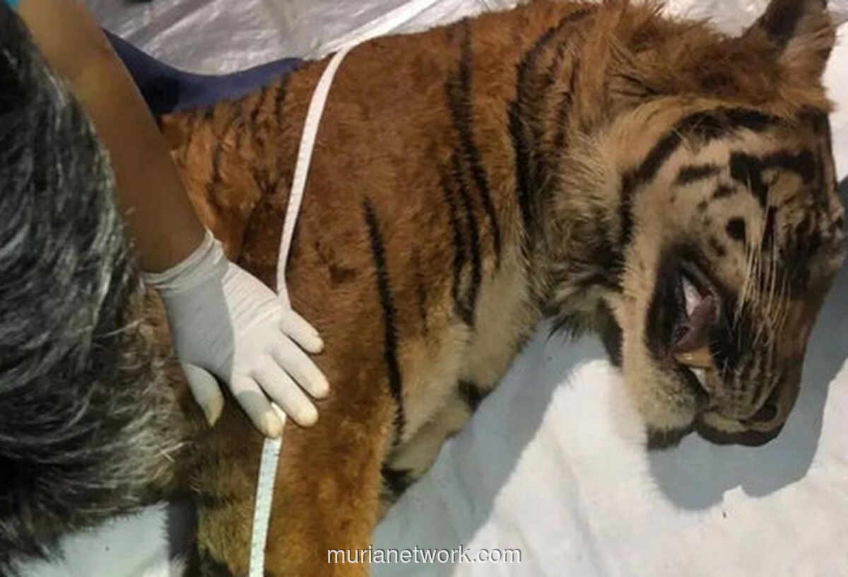 Kematian Harimau Sumatera Bakas: Evaluasi Mendesak untuk Konservasi Satwa Indonesia