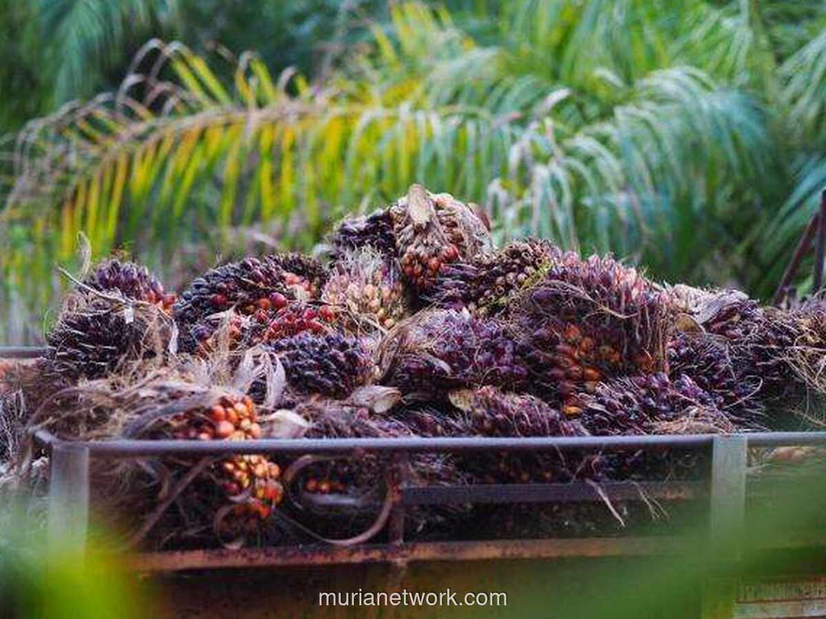 Harga CPO Rebound: Analisis Lengkap Penyebab & Proyeksi 2024-2026