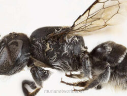 Lebah Lucifer: Spesies Baru dengan Tanduk Ditemukan di Australia Barat