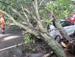 Pohon Tumbang di Jalan Malabar Bogor Timpa Mobil Parkir: Kronologi & Dampak Kerusakan