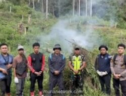 BNN Musnahkan Ladang Ganja 30.000 Kg di Sumut, 30 Ribu Batang Siap Panen Dibakar