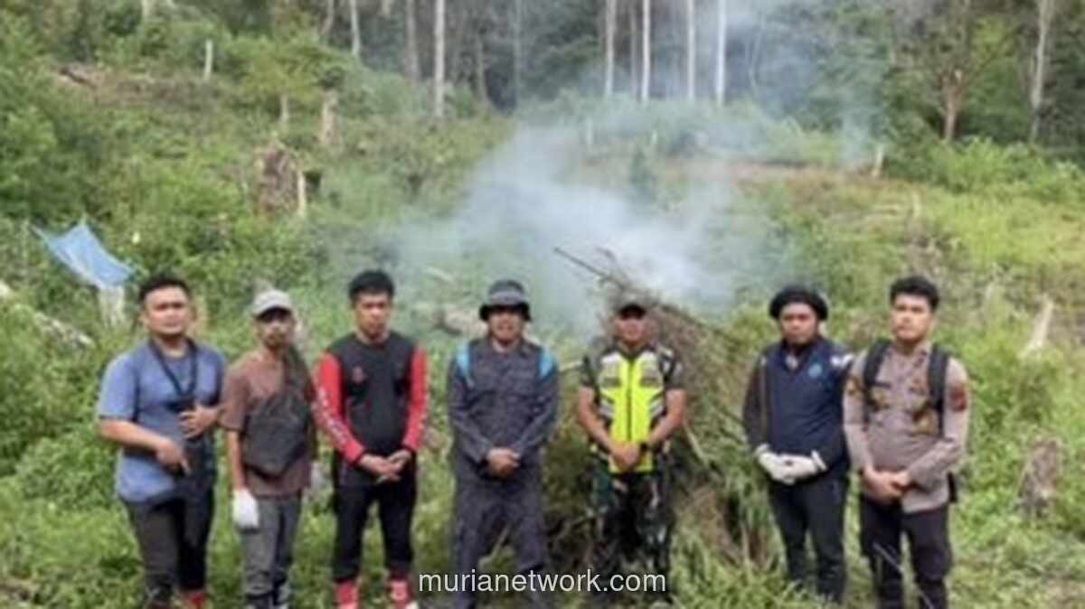 BNN Musnahkan Ladang Ganja 30.000 Kg di Sumut, 30 Ribu Batang Siap Panen Dibakar