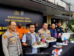 Polrestabes Medan Bekuk Penjual Sisik Trenggiling Ilegal di Medan Johor, Harga Capai Rp 1,2 Juta per Kg