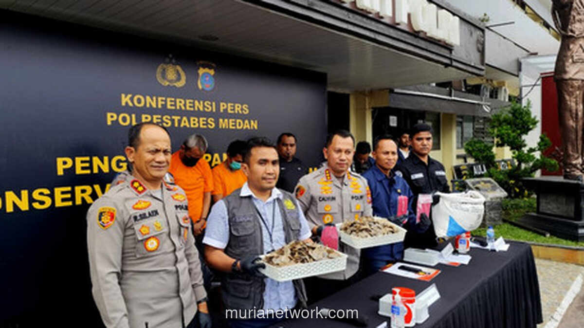 Polrestabes Medan Bekuk Penjual Sisik Trenggiling Ilegal di Medan Johor, Harga Capai Rp 1,2 Juta per Kg