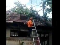 Pohon Tumbang Timpa SDN Tegal Cabe Cilegon: 2 Ruang Kelas Rusak Parah, Ini Kronologinya