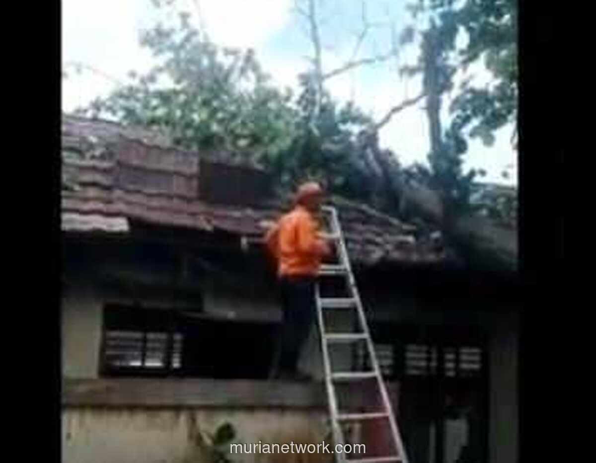 Pohon Tumbang Timpa SDN Tegal Cabe Cilegon: 2 Ruang Kelas Rusak Parah, Ini Kronologinya