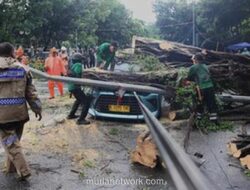 Pemprov DKI Percepat Pemasangan Penyangga 5.000 Pohon Pasca Tumbang