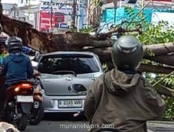 Pohon Tumbang di Tangerang Selatan Timpa Mobil Toyota Yaris: Kronologi & Dampak Lalu Lintas