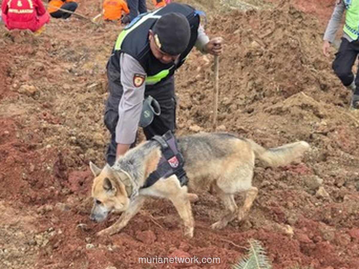 Update Longsor Cilacap: 205 Personel & 10 Anjing Pelacak Dikerahkan untuk Evakuasi 20 Korban