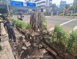 Pohon Beringin Tumbang di Depan Kemenkeu Jakarta: Kronologi, Dampak, dan Proses Evakuasi
