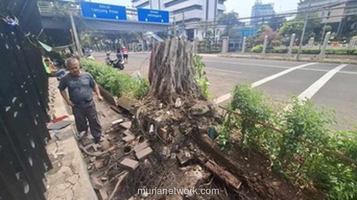 Pohon Beringin Tumbang di Depan Kemenkeu Jakarta: Kronologi, Dampak, dan Proses Evakuasi