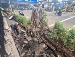 Pohon Beringin Tumbang Timpa 2 Taksi di Depan Kemenkeu Jakarta, Ini Kronologinya