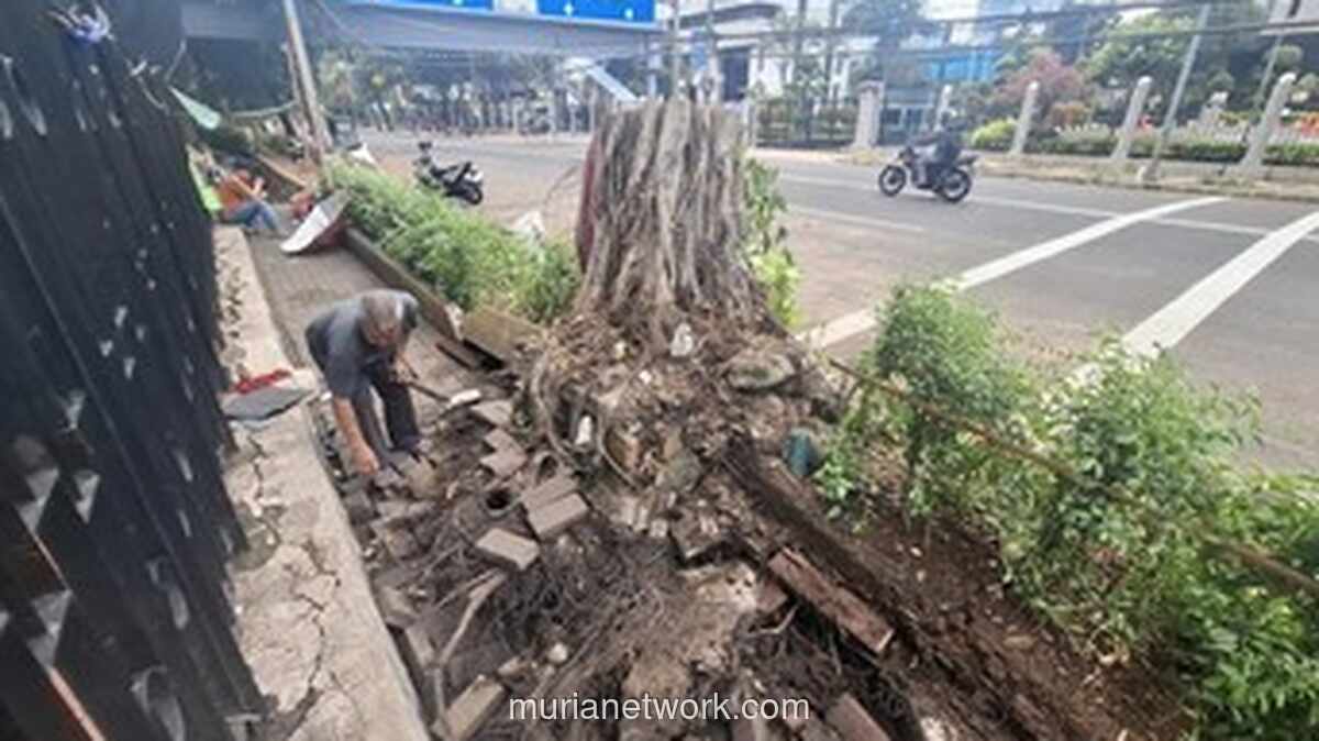 Pohon Beringin Tumbang Timpa 2 Taksi di Depan Kemenkeu Jakarta, Ini Kronologinya