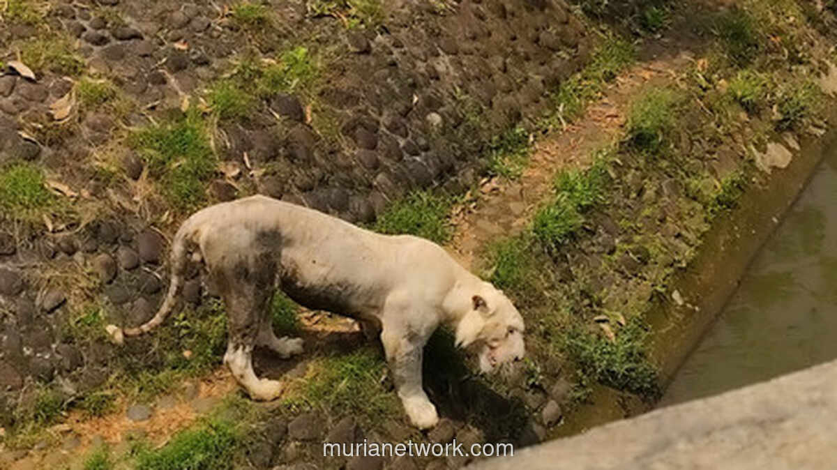 Klaim Harimau Ragunan Kelaparan Dibantah Pengelola: Ini Fakta dan Penjelasan Lengkap