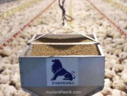 Laba CPIN Melonjak 41% di Kuartal III 2025, Ini Kata Analis!