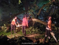 Pohon Tumbang di Pamulang Tangsel Akibat Hujan Deras, 1 Anak Perempuan Terluka