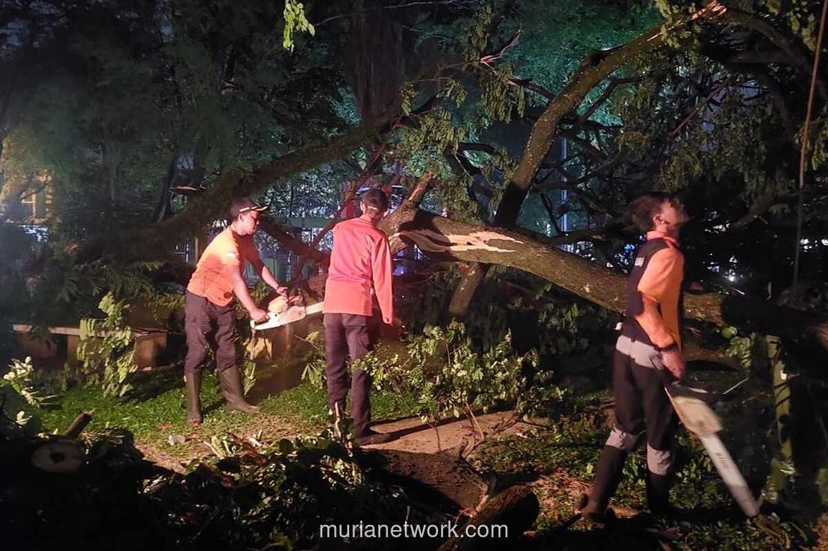Pohon Tumbang di Pamulang Tangsel Akibat Hujan Deras, 1 Anak Perempuan Terluka