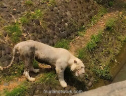 Bantahan Pramono Anung Soal Pencurian Daging Harimau Ragunan: Ini Fakta Lengkapnya