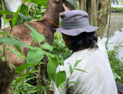 Rusa Timor Viral di Gamping Sleman Akhirnya Ditangkap, Ini Kondisinya Kini