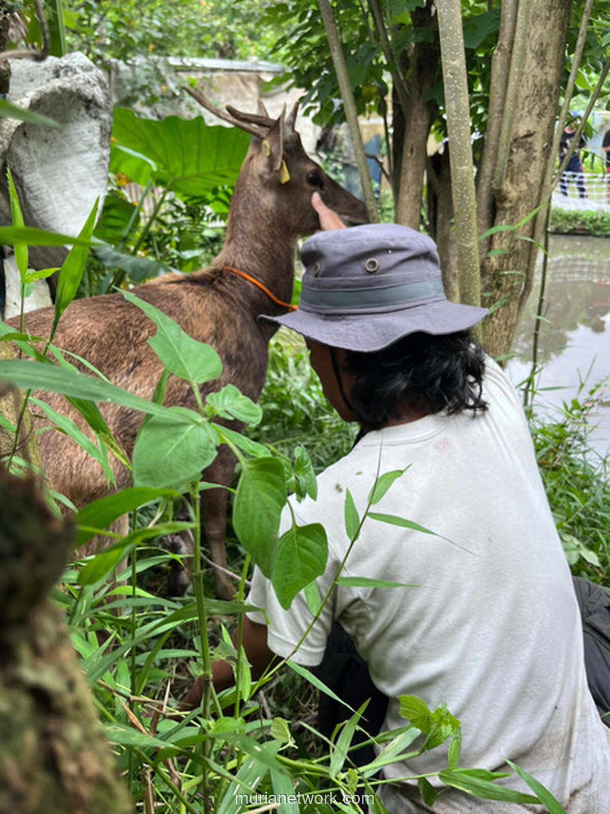 Rusa Timor Viral di Gamping Sleman Akhirnya Ditangkap, Ini Kondisinya Kini