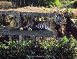 Taman Margasatwa Ragunan Bantah Isu Harimau Kurus, Ini Faktanya