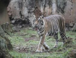Taman Ragunan Bantah Isu Harimau Kurus: Klaim Pakan Dibawa Pulang Petugas Tidak Benar