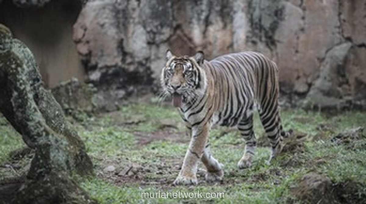Taman Ragunan Bantah Isu Harimau Kurus: Klaim Pakan Dibawa Pulang Petugas Tidak Benar