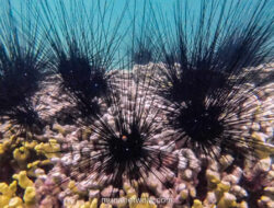 Sistem Saraf All-Brain Landak Laut: Kecerdasan Tersebar yang Mengubah Biologi