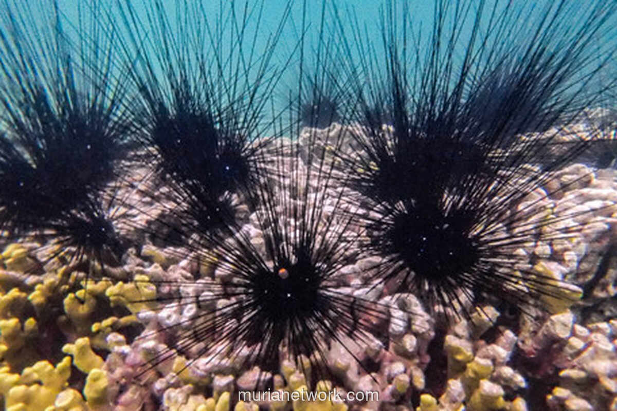 Sistem Saraf All-Brain Landak Laut: Kecerdasan Tersebar yang Mengubah Biologi