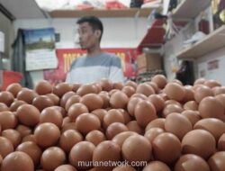 Harga Telur Ayam Ras Tembus Rp 31.646/kg, Dipicu Program Makan Bergizi Gratis