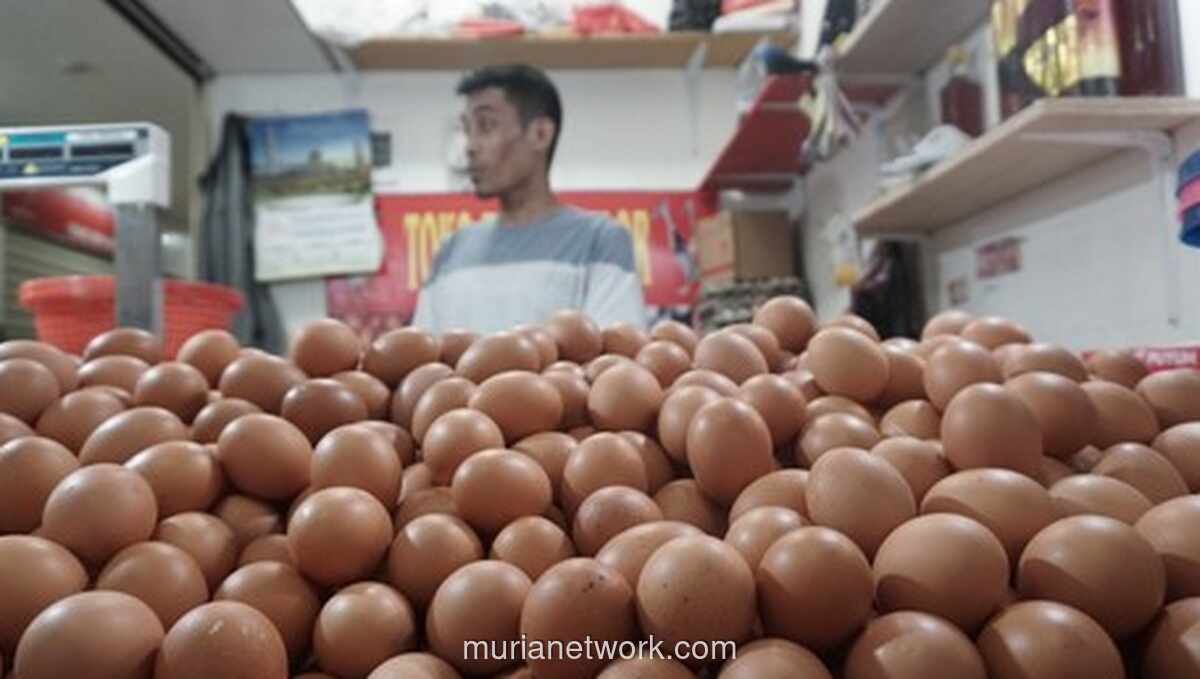 Harga Telur Ayam Ras Tembus Rp 31.646/kg, Dipicu Program Makan Bergizi Gratis