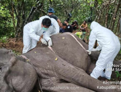 Gajah Dona Way Kambas Meninggal: Kronologi, Penyebab, dan Upaya Medis
