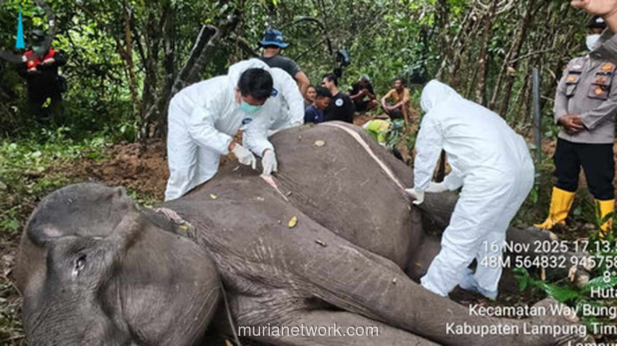Gajah Dona Way Kambas Meninggal: Kronologi, Penyebab, dan Upaya Medis