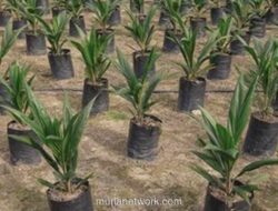 Sejarah Hari Sawit Nasional 18 November: Awal Mula & Perkembangannya