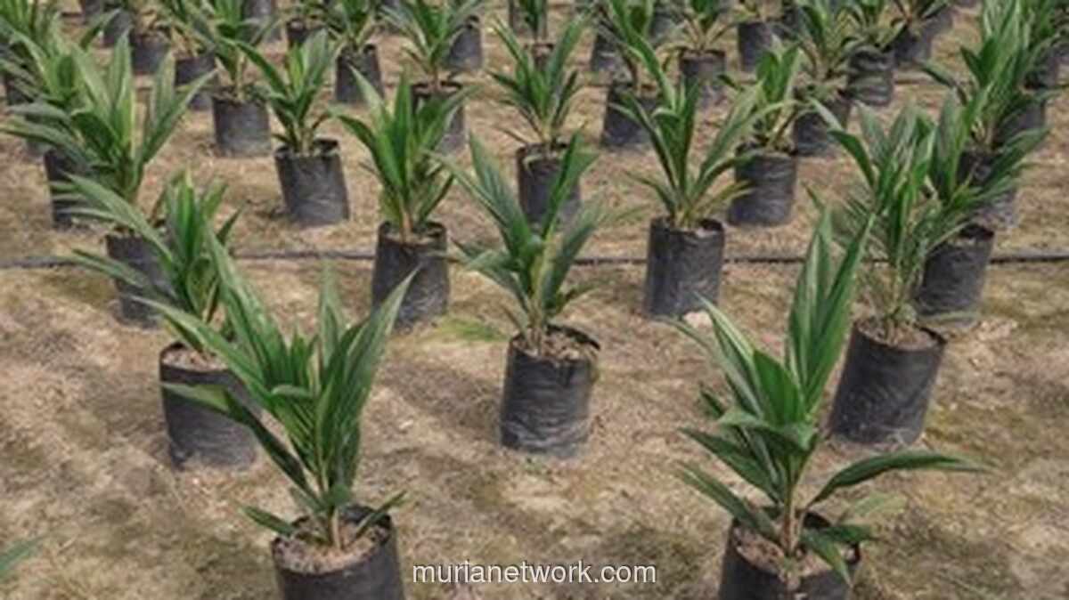 Sejarah Hari Sawit Nasional 18 November: Awal Mula & Perkembangannya