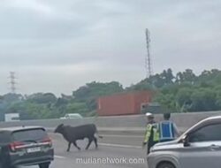 Viral! Sapi Berlarian di Tol Japek Usai Kecelakaan, Lalu Lintas Macet