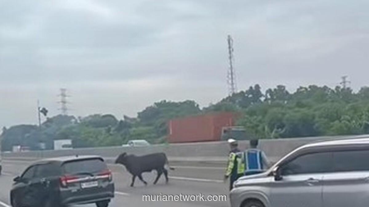 Viral! Sapi Berlarian di Tol Japek Usai Kecelakaan, Lalu Lintas Macet