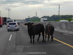 Sapi Lepas & Mengamuk di Tol Cikampek KM 57: Kronologi, Dampak, dan Penanganan
