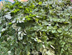 Tumbuhan Pangan Liar Nusantara: Solusi Ketahanan Pangan & Gizi Indonesia