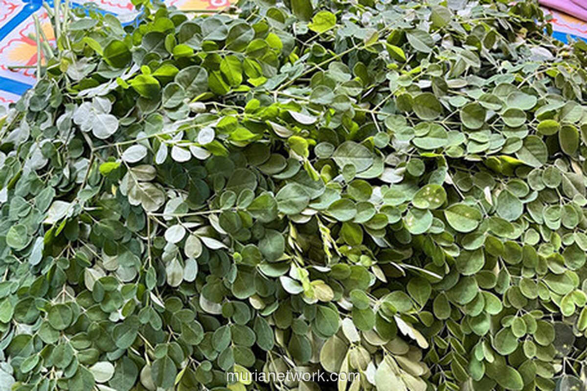 Tumbuhan Pangan Liar Nusantara: Solusi Ketahanan Pangan & Gizi Indonesia