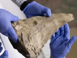 Singapura Gagalkan Penyelundupan 20 Cula Badak Rp 14,6 Miliar, Terbesar dalam Sejarah