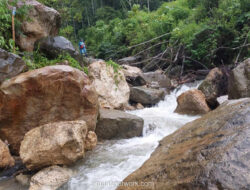 Ekspedisi 4,5 Jam Menembus Rimba Gayo Lues, Mengungkap Ladang Ganja 51 Hektare