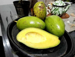 Rekor MURI Pecah, Alpukat Siger Lampung Pukau Ratusan Warga