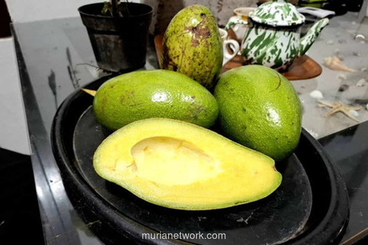 Rekor MURI Pecah, Alpukat Siger Lampung Pukau Ratusan Warga