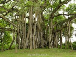 Menguak Rahasia di Balik Mimpi Pohon: Dari Daun Gugur hingga Akar yang Menghunjam