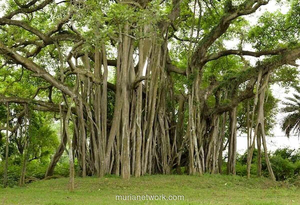 Menguak Rahasia di Balik Mimpi Pohon: Dari Daun Gugur hingga Akar yang Menghunjam